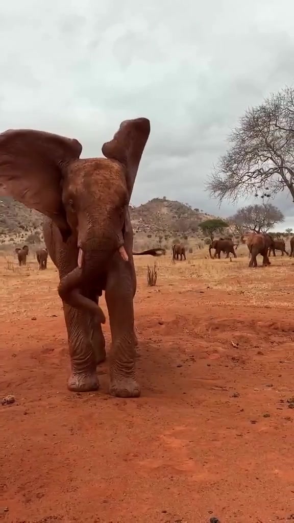 @SheldrickTrust