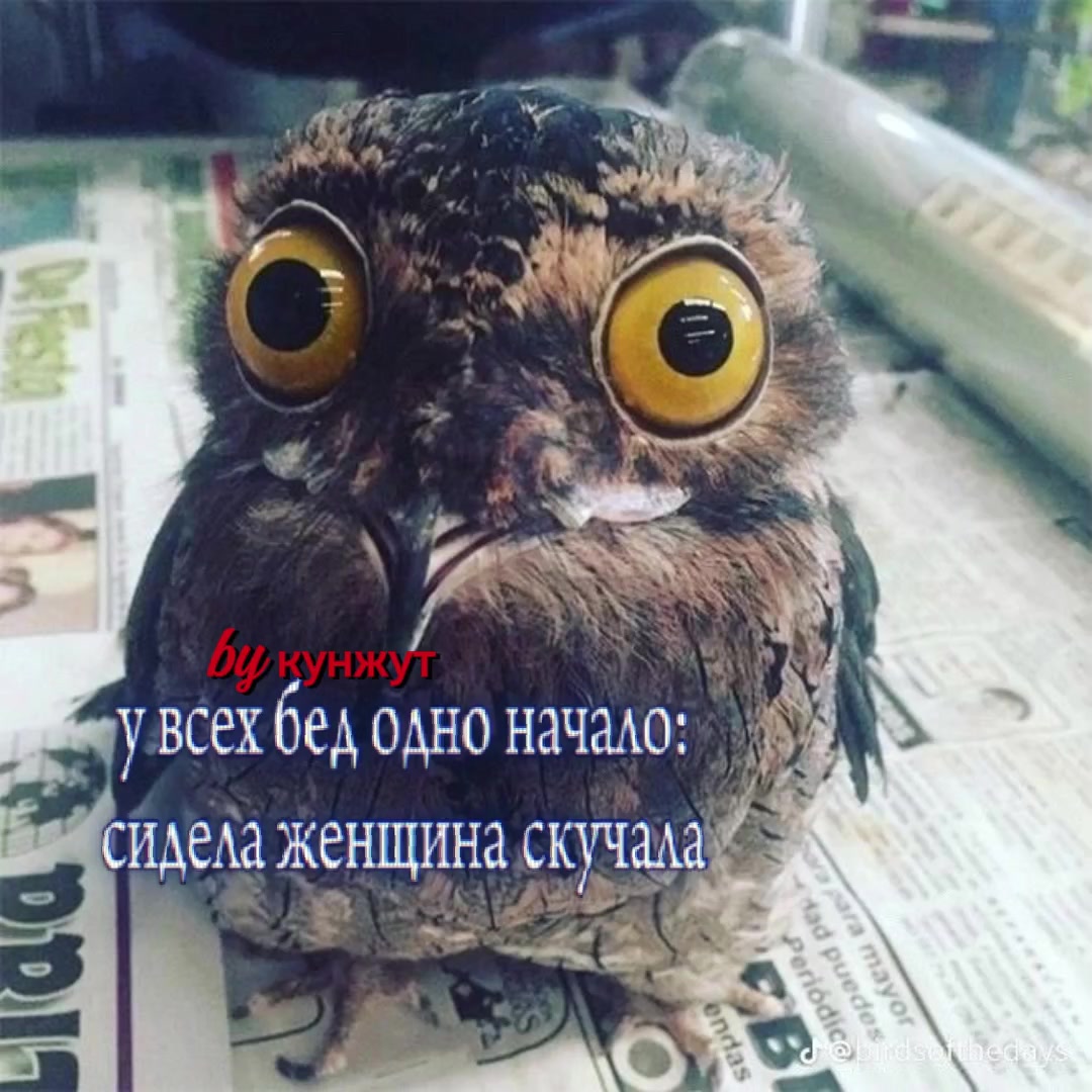@⟡ ₊ . ༄.&deg; polik