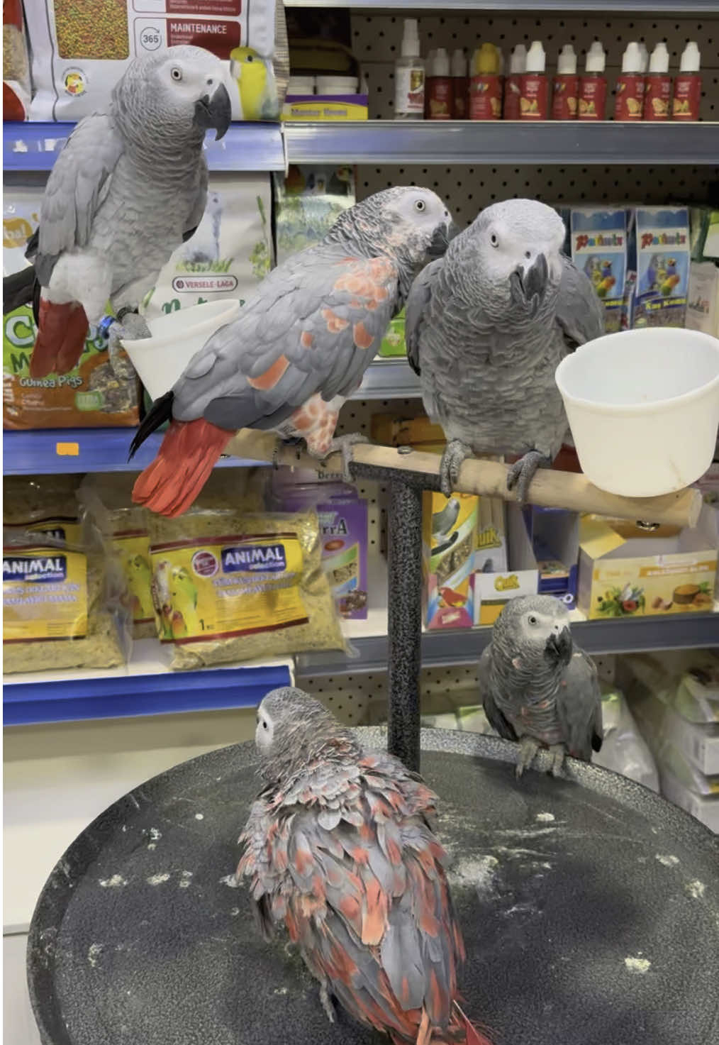 @KANMAZ PETSHOP