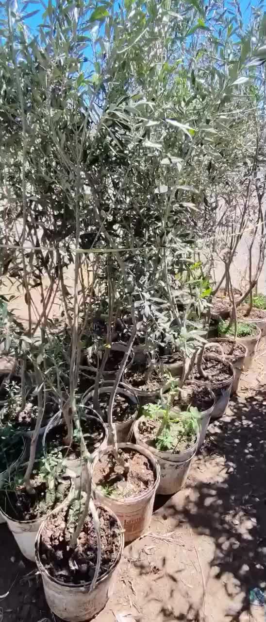 @مشتلة عبدالله