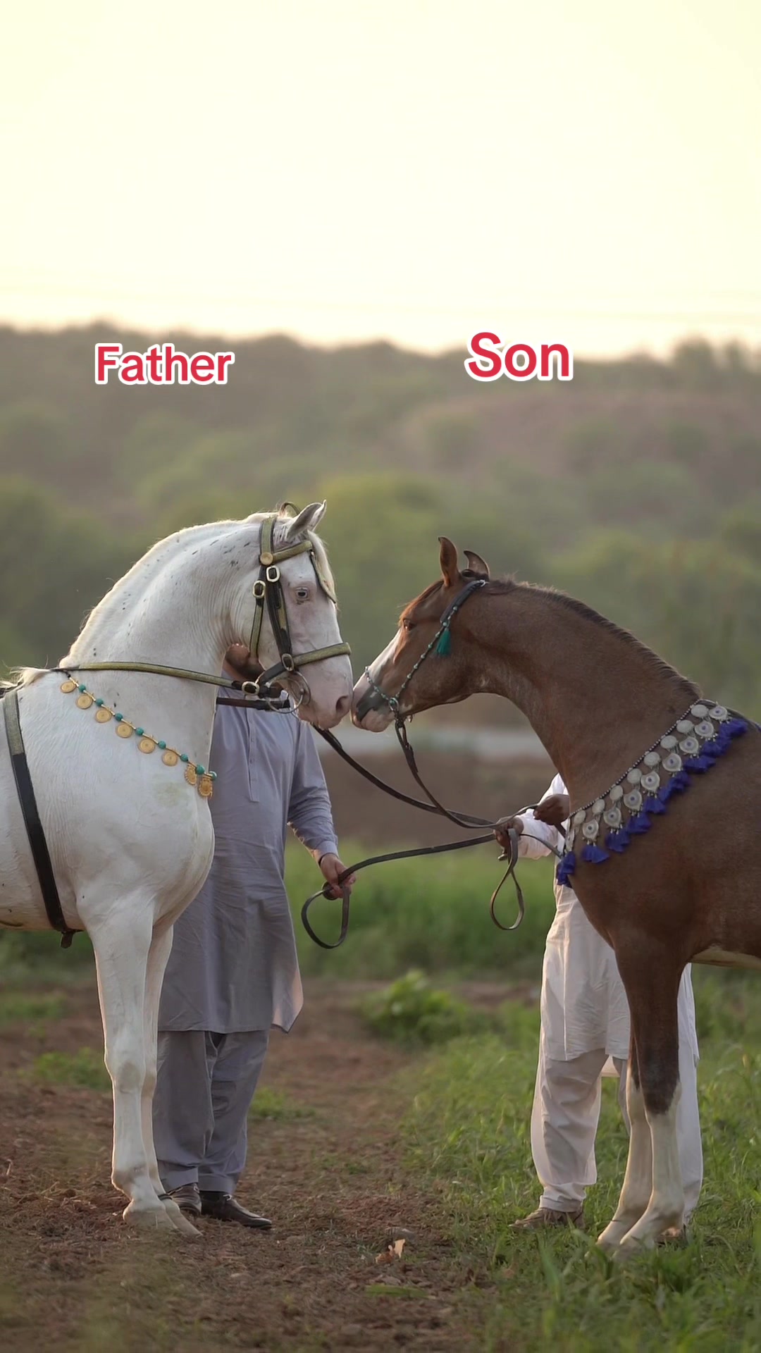 @SUNRISE STUD FARMS RAWALPINDI