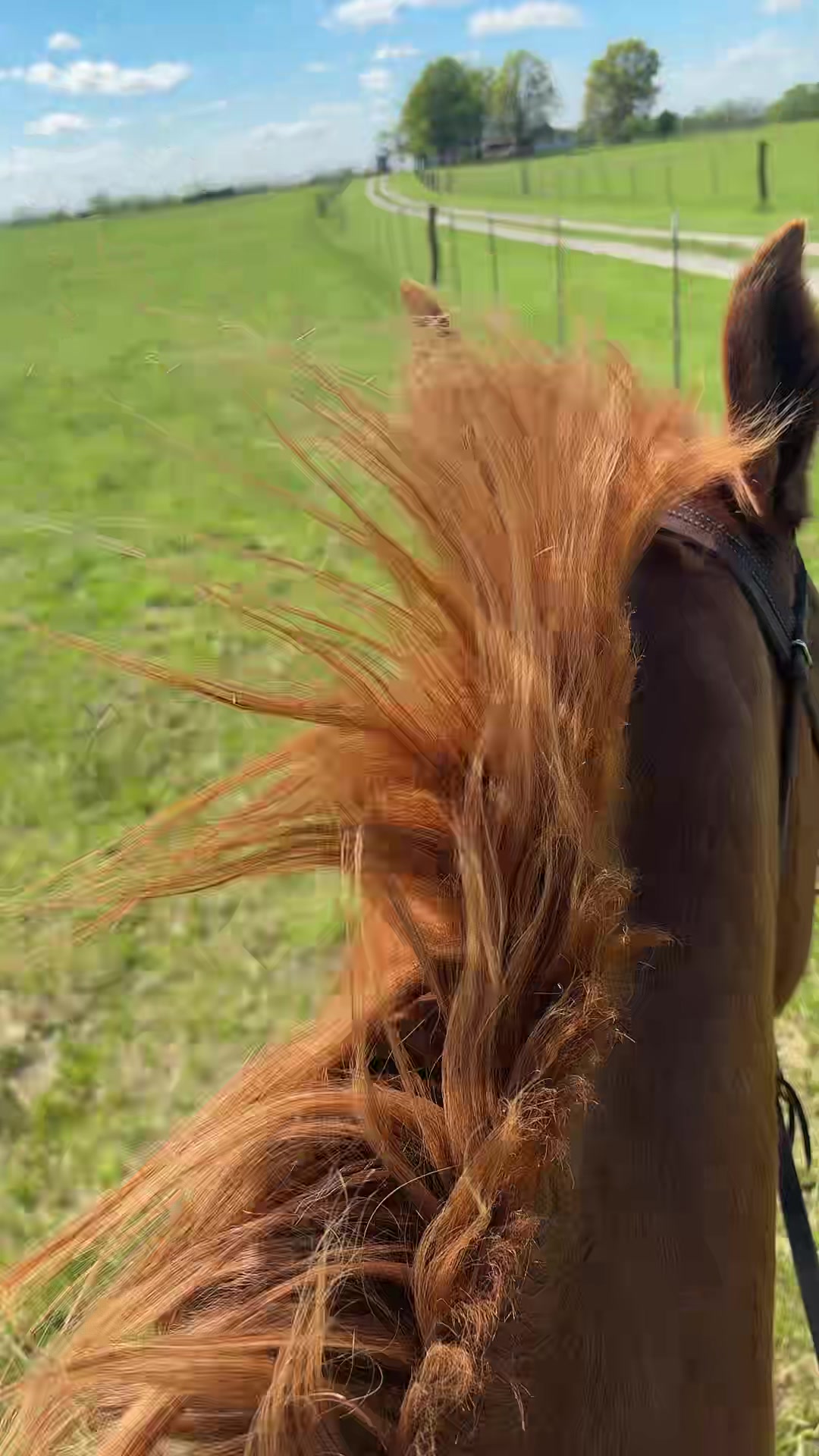 @That one horse girl
