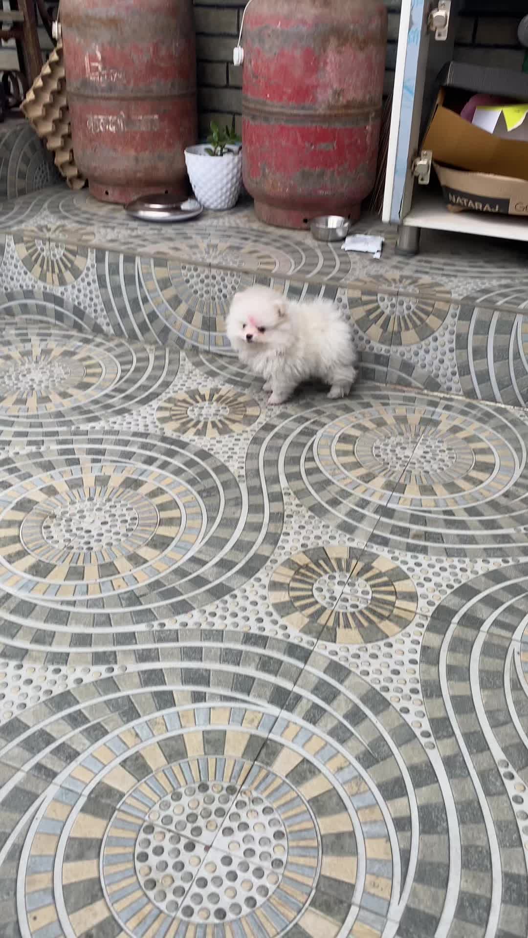 @puppy.nepal