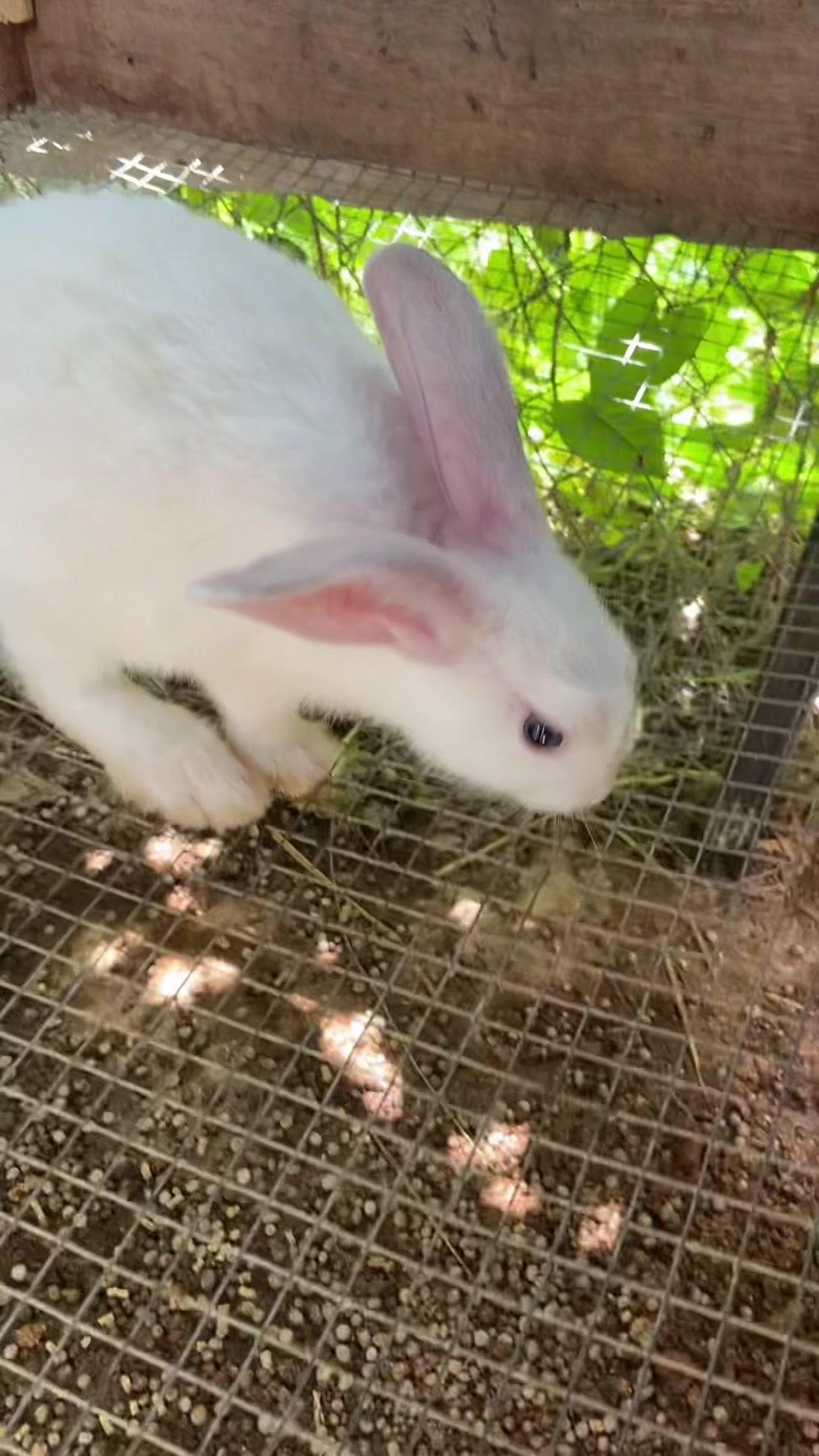 @HappyHoppersRabbitry