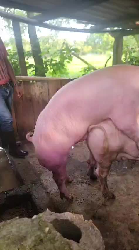 @GRANJAPORCINA RODRIGUEZLOBO 🐖