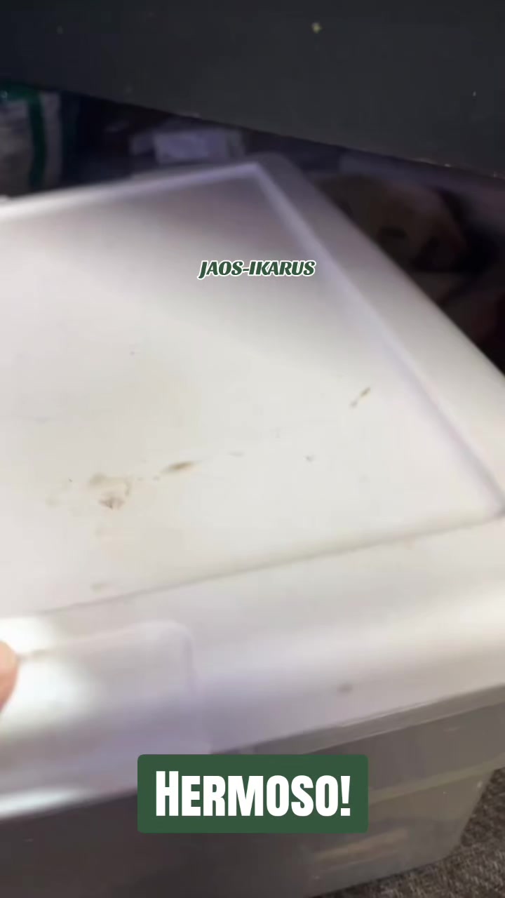 @JAOS-IKARUS