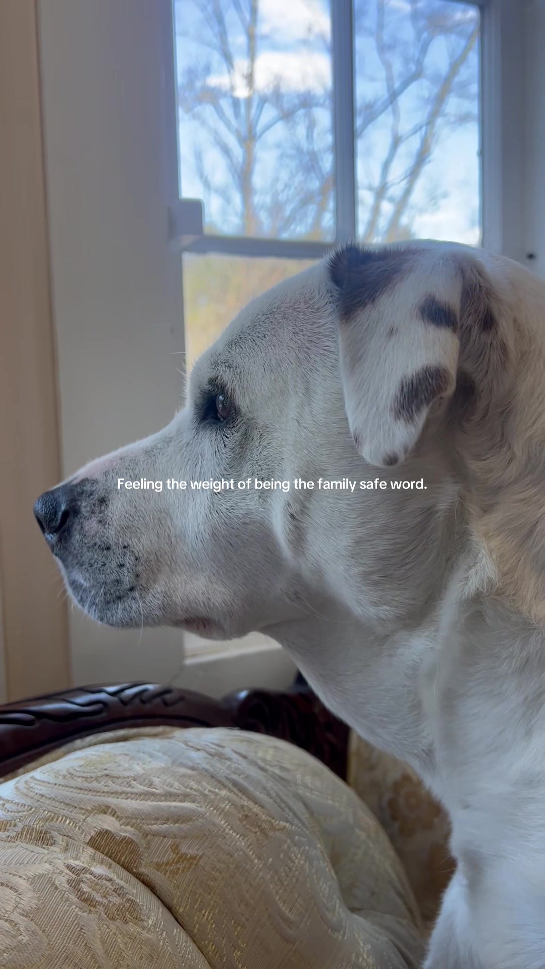 @SimpliSafe Home Security
