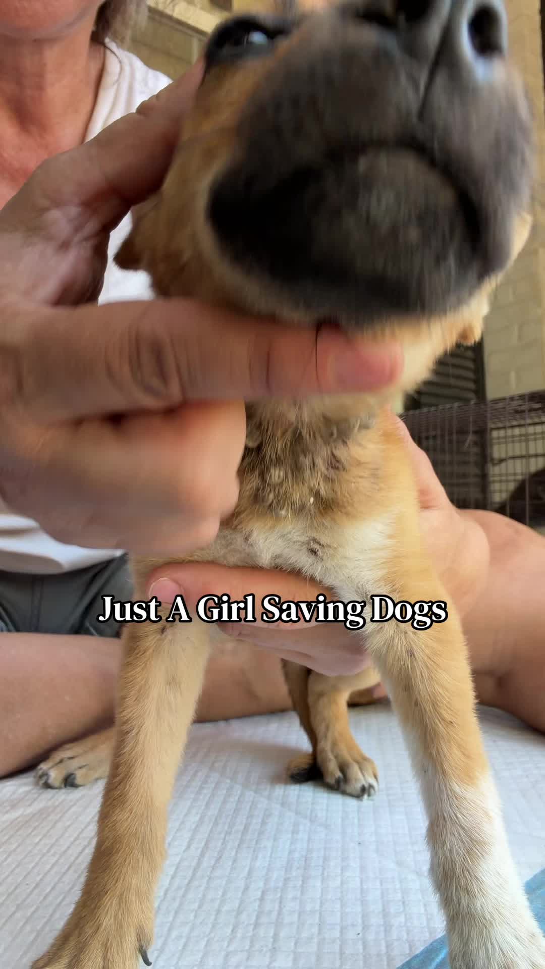 @Just A Girl Saving Dogs