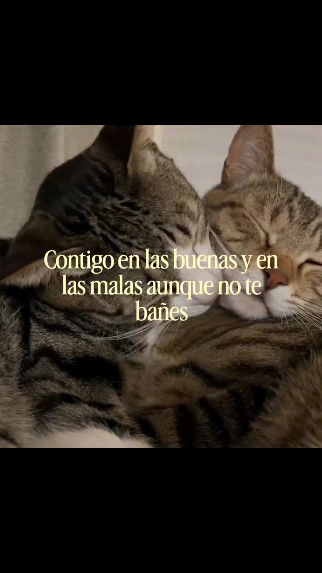 @goodvibessxd