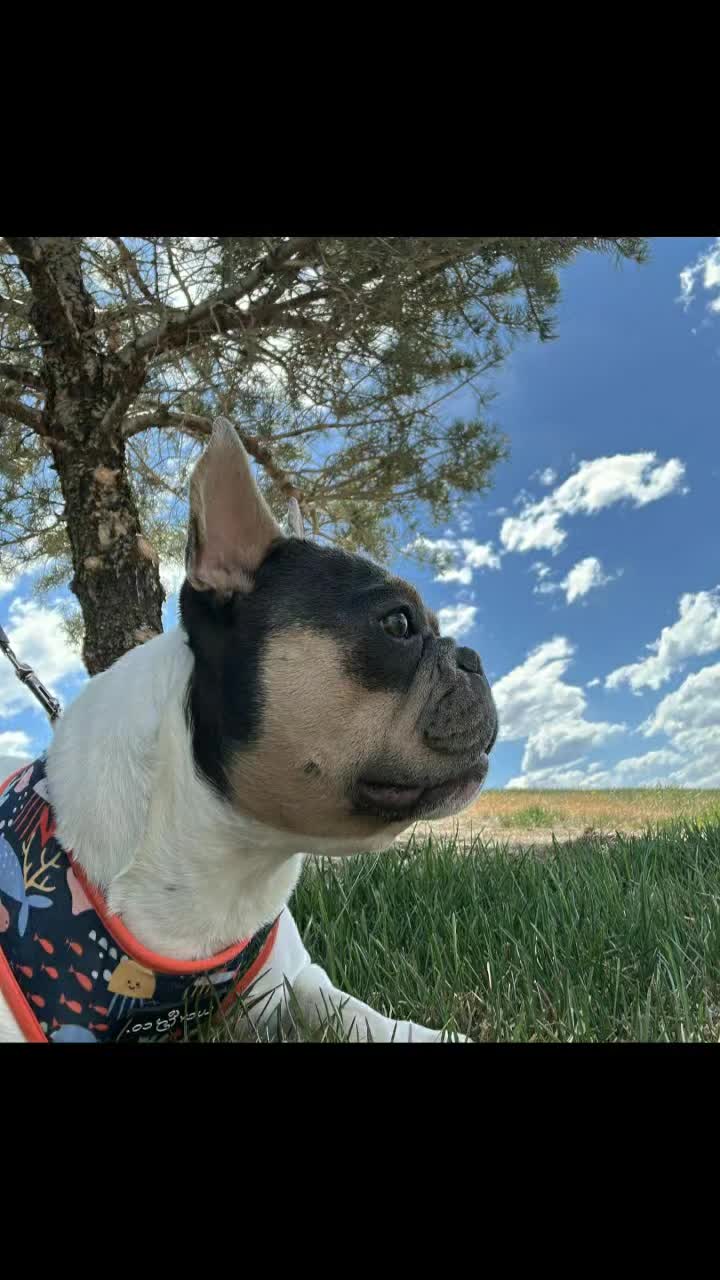 @Colorado Frenchies