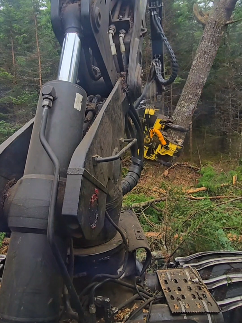 @Nova Scotia Logger