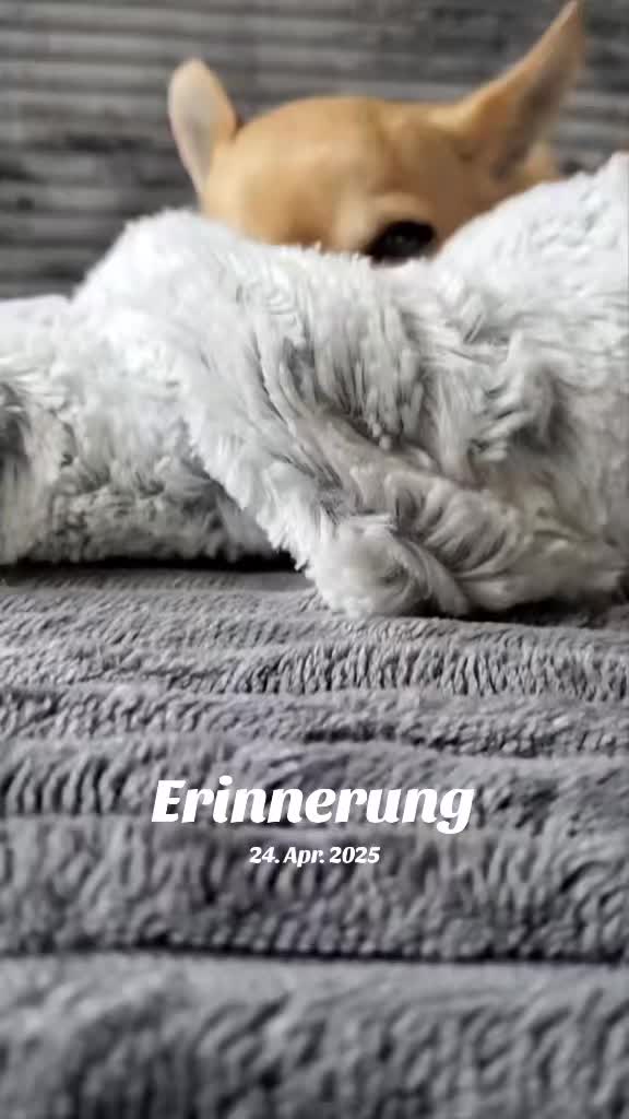 @bienchen der mini chihuahua