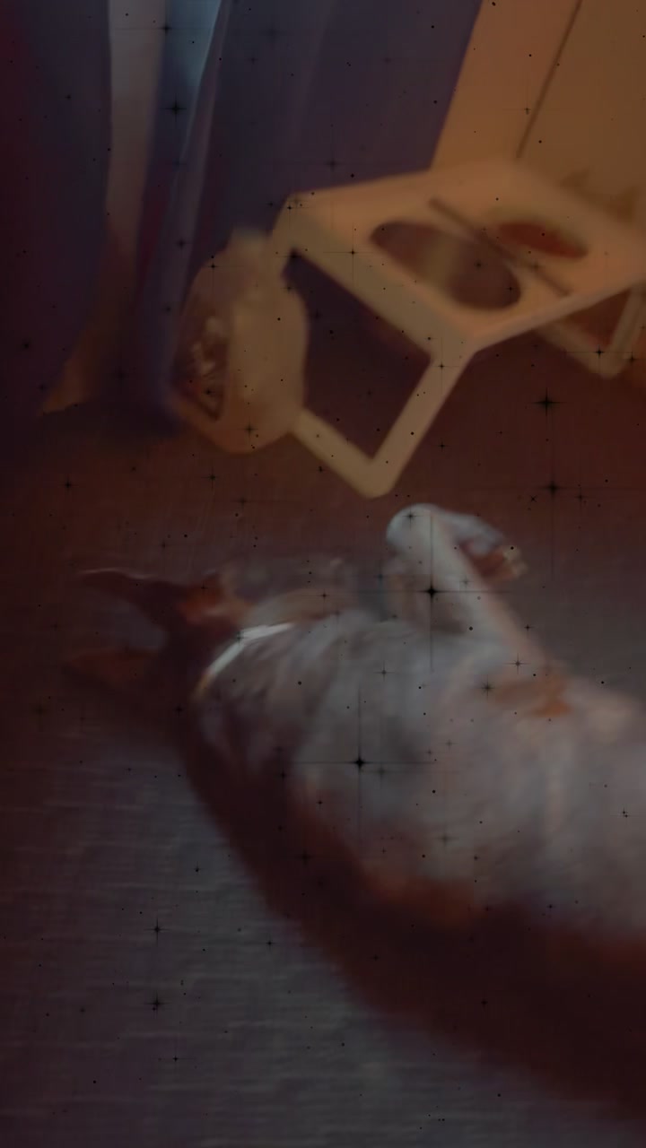 @𖤐Ɨŧs_ĐɨsȺsŧɇɍ𖤐