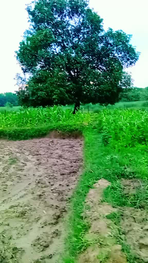 @Bhagi Ram Tharu626