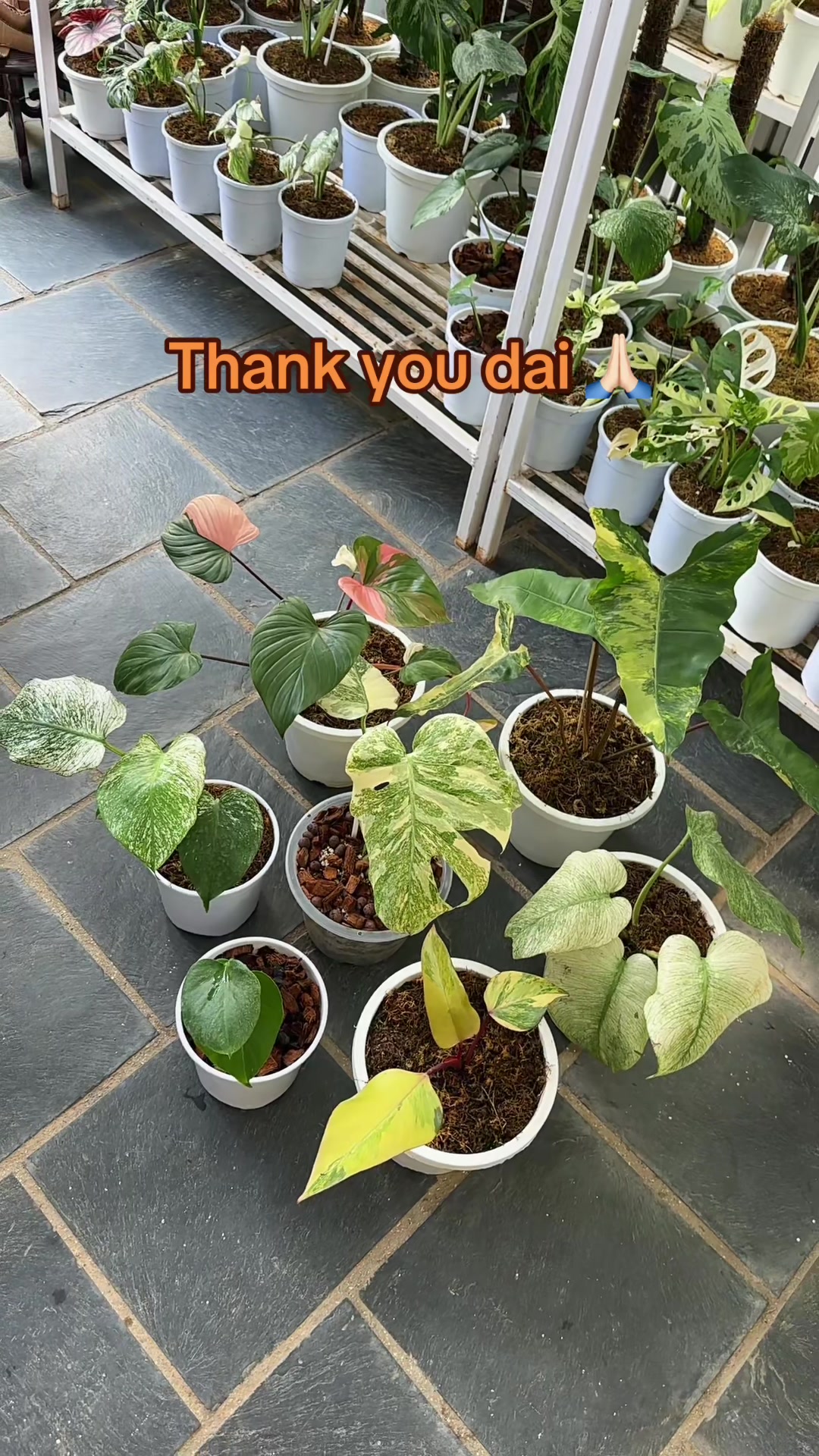 @Plantlife50