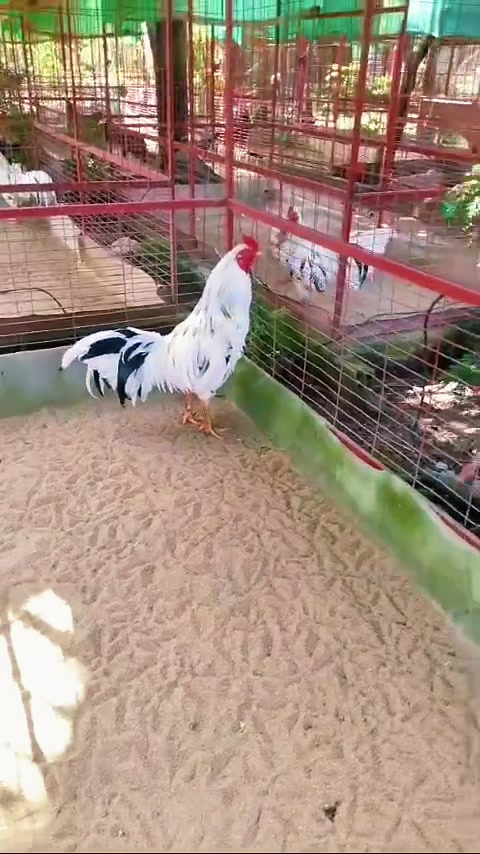@Quốc Bảo ( baosting)