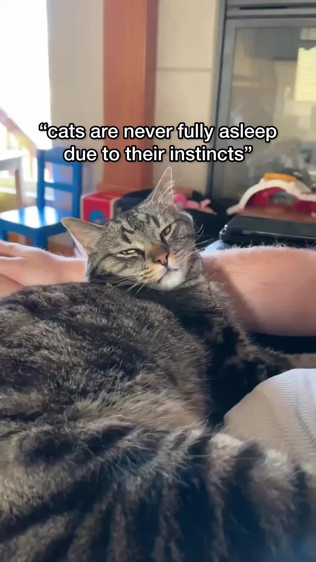 @Chip The Manx