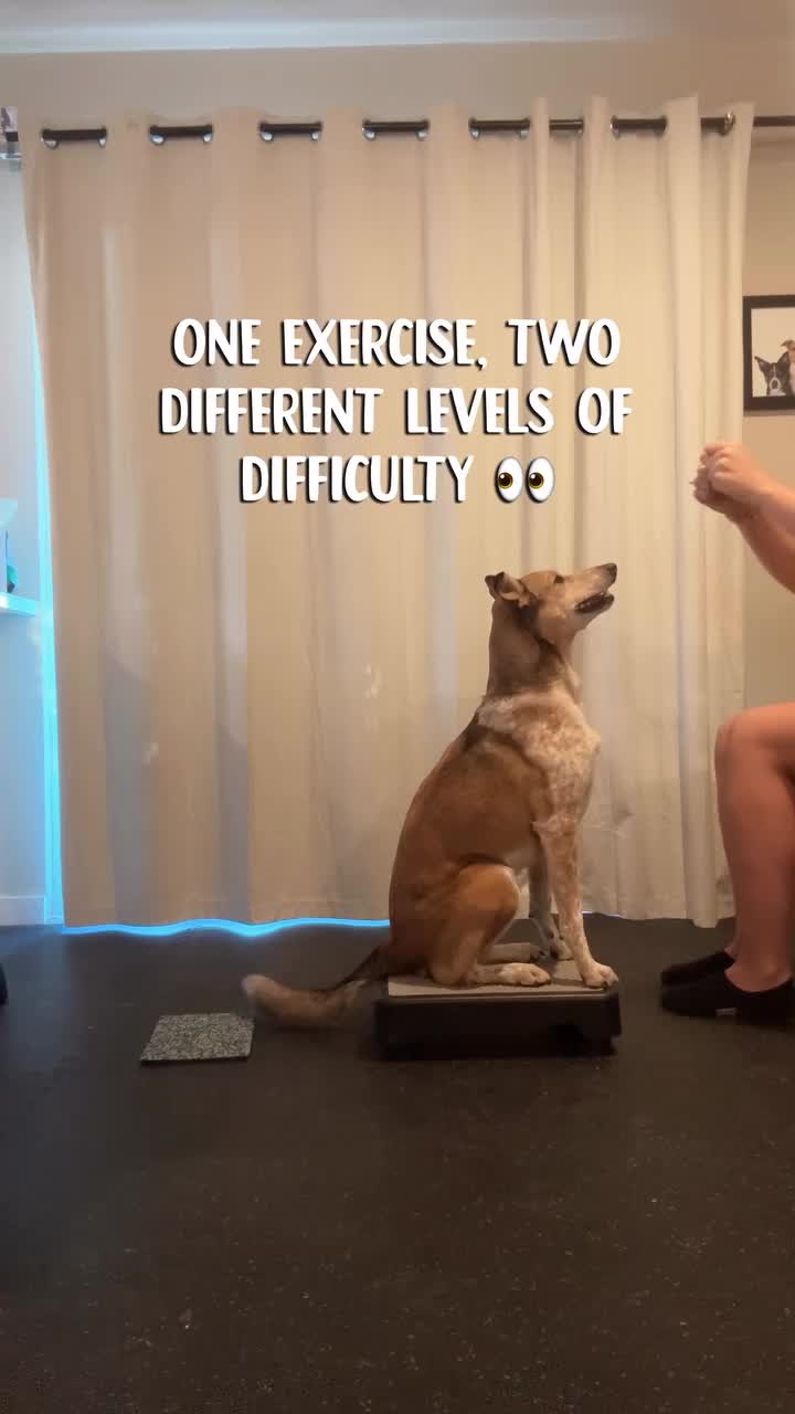@Marissa | K9 Fitness Coach 🐾