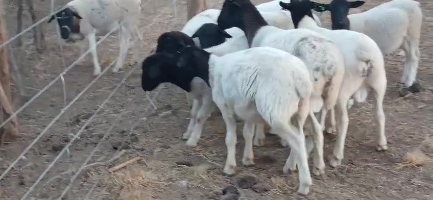 @DorperfarmsKE🇰🇪