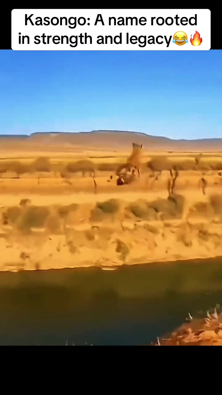@Roi De la Jungle