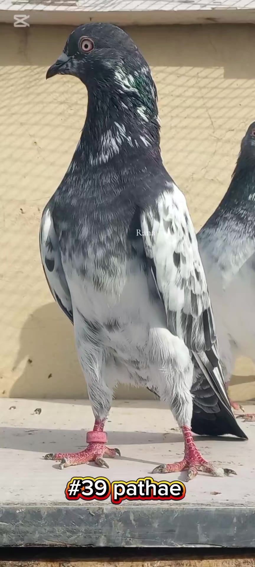 @Ranakasuripigeon