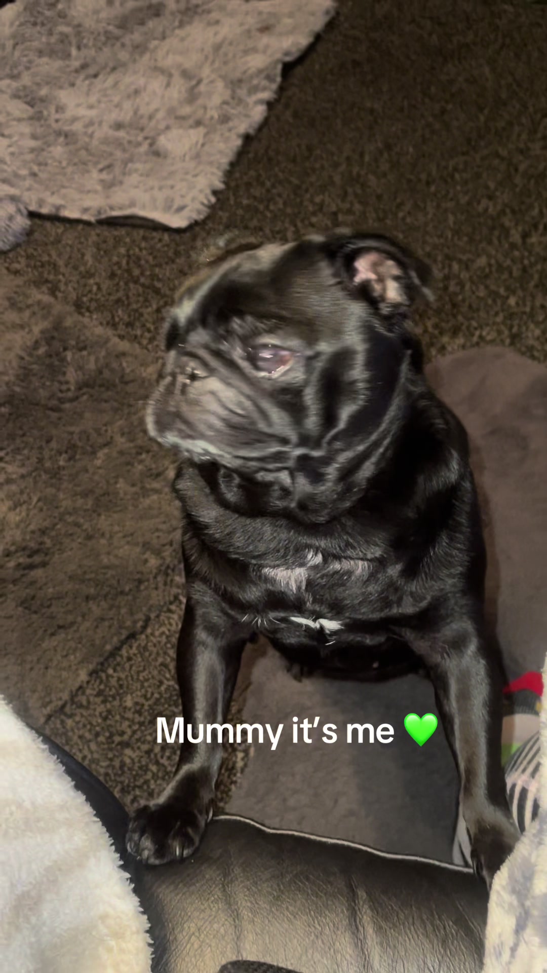 @lulutheboringpug