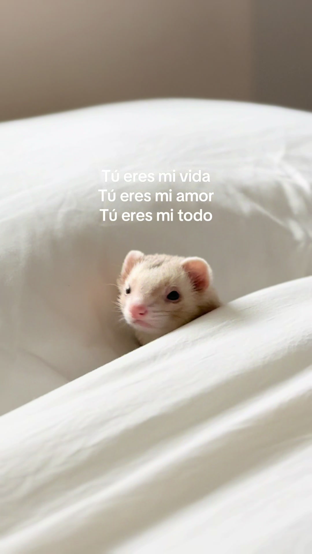 @Moon & Nala