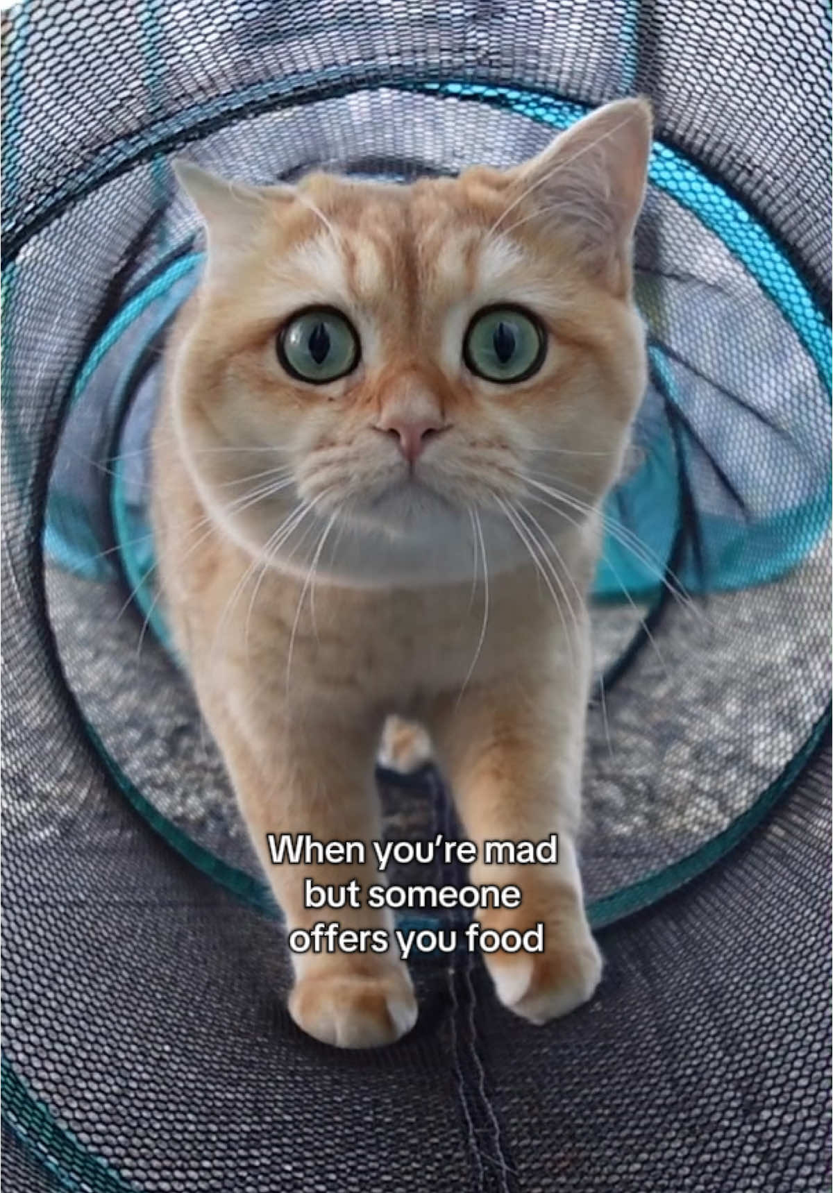 @tessie_cat_and_bert