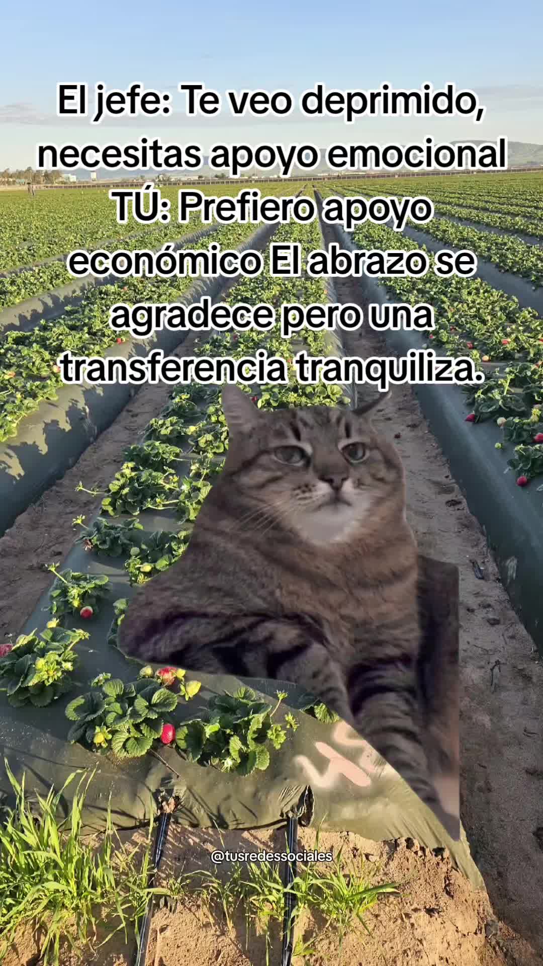 @🇲🇽🐦⬛🪺VASQUEZ🚚🌪💎