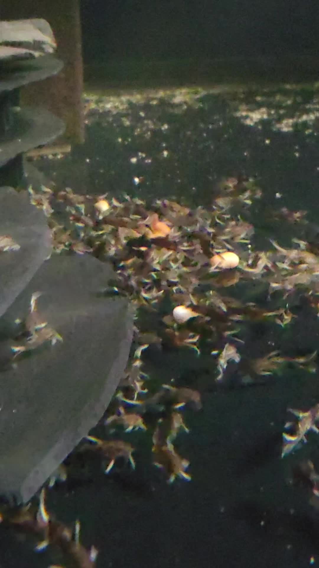@voyeurs of aquatics