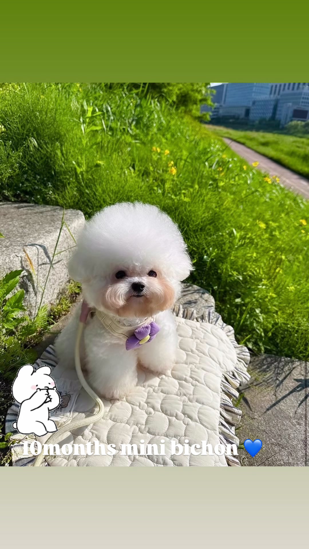 @pupsrepublicusa
