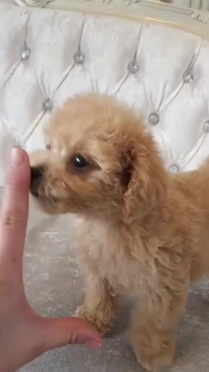 @Teacup puppies