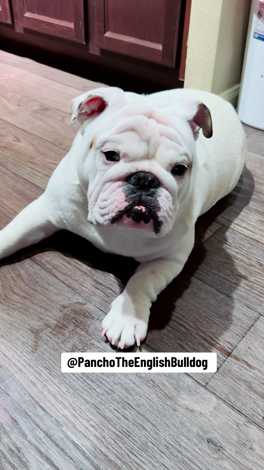 @PanchoTheEnglishBulldog