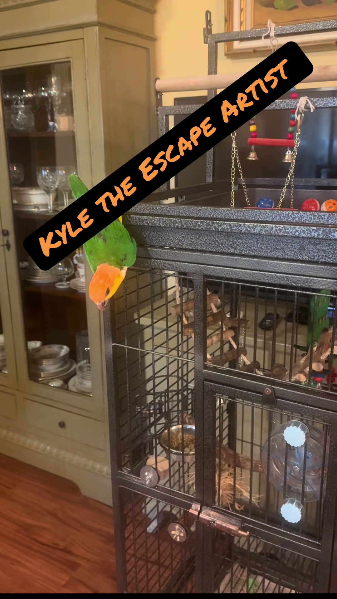 @Kyle The Caique