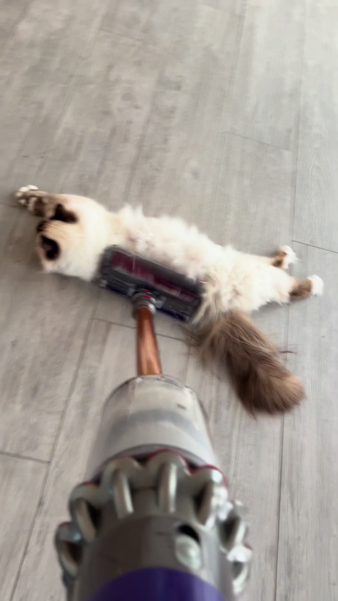 @Henk&Ollie 😺