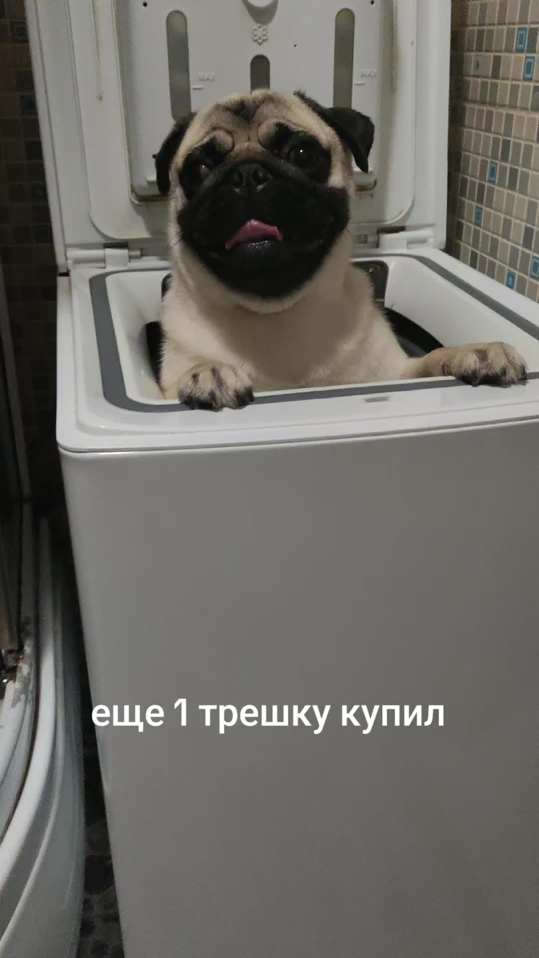 @ЧИПУНЕТСКИЙ👑
