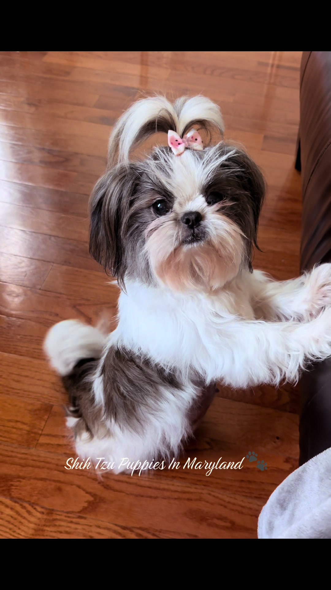 @Shih Tzu Puppies in Maryland