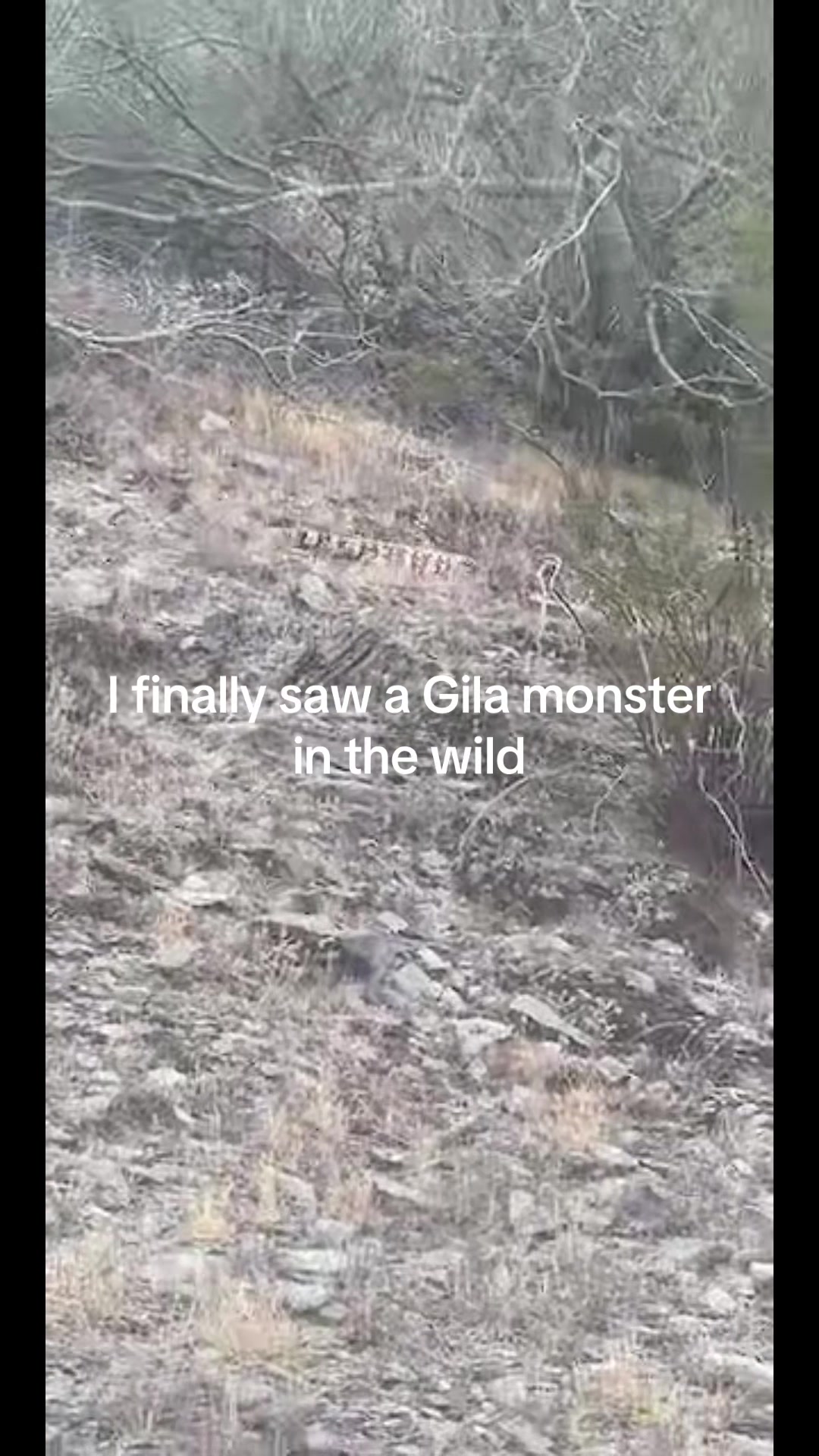 @runningvlogfromthrdesert