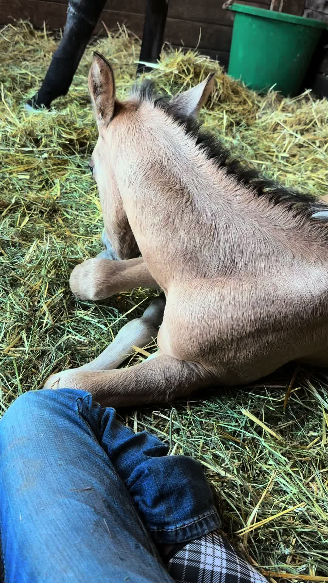 @Cowgirl Tuff Colt Training ❤️