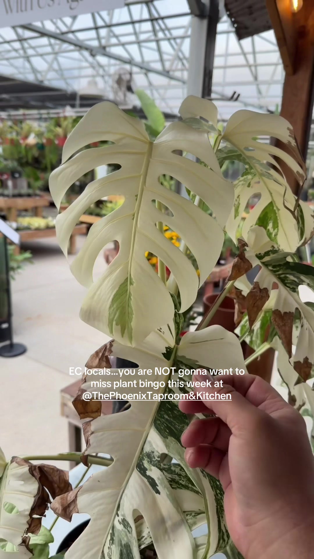 @Down to Earth Tropicals