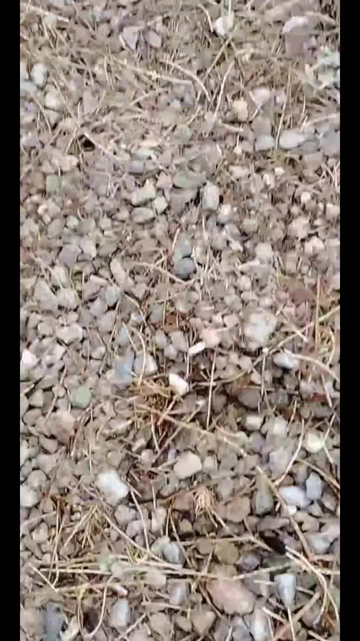 @StonedRockhound
