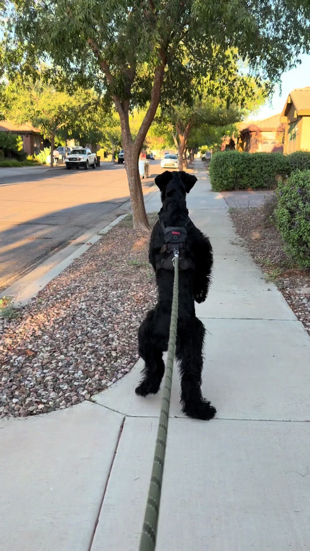 @Fiona Walks