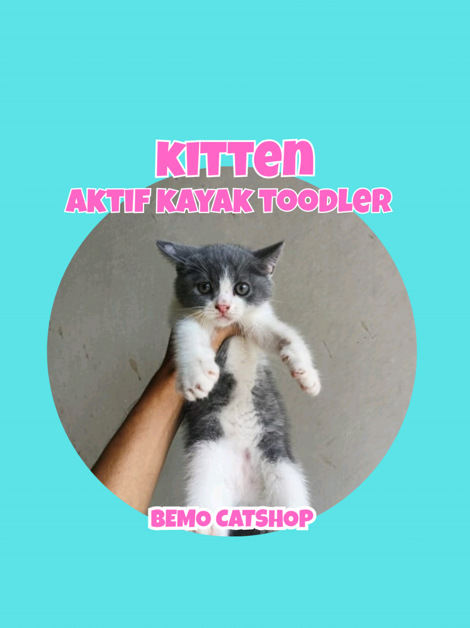 @Bemo Catshop