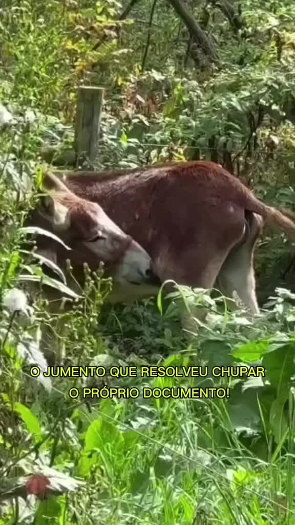 @Wild life
