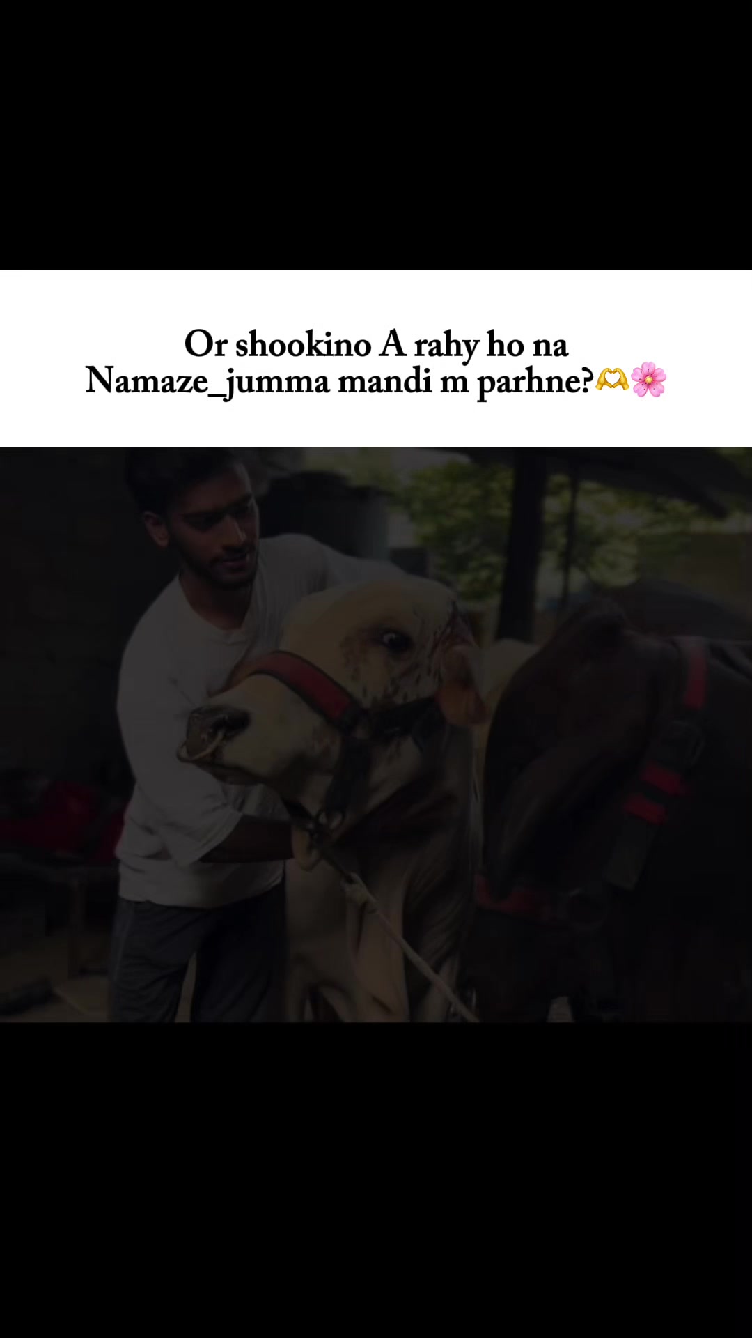 @Cattle_Guy’s