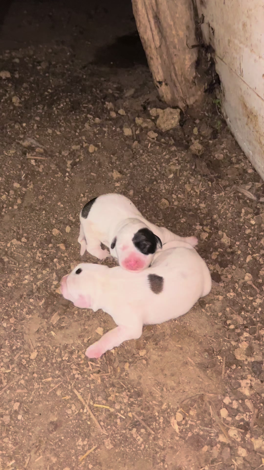 @AKDEMKANGAL