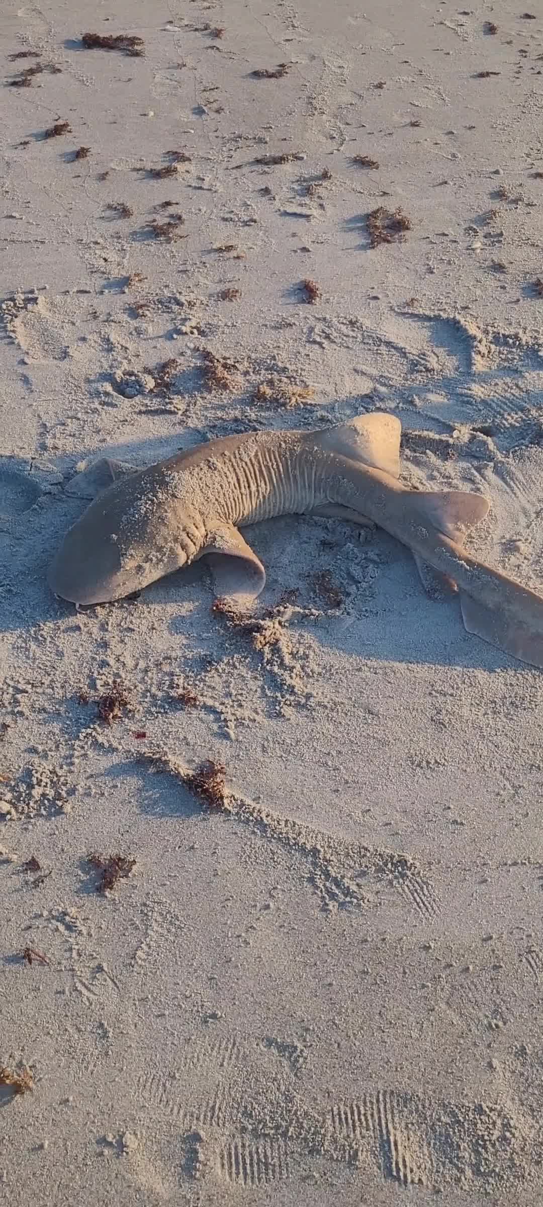 @Ghost of Space Coast Fishing