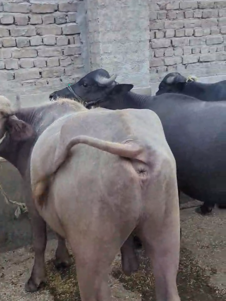 @Larkana Cattle Farm