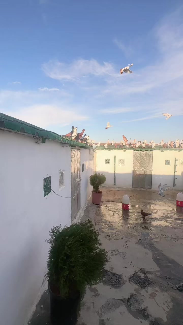 @احمد