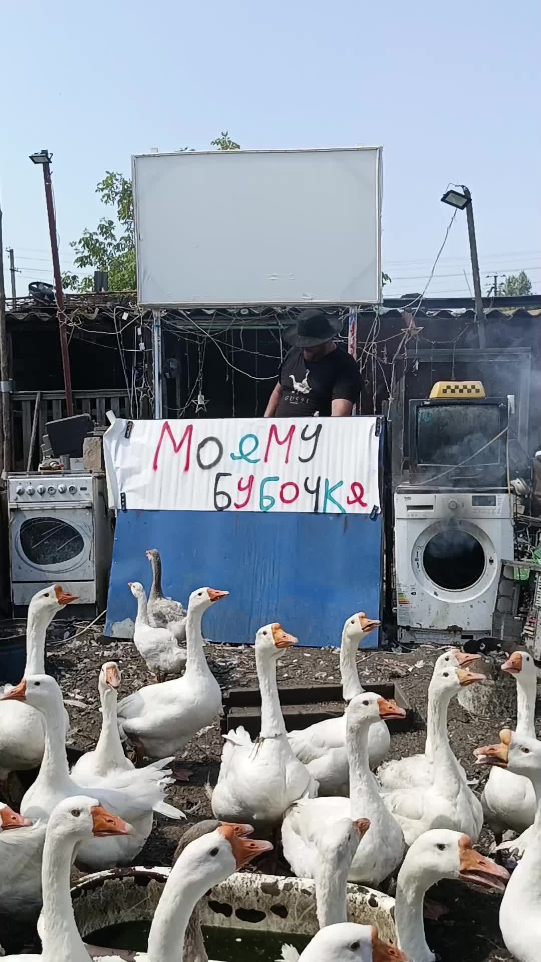 @Гусиные поздравления